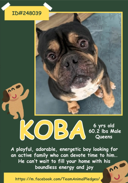 NMBewitched's tweet photo. Koba🥰🫣
#NewDogontheBlock
https://t.co/V5KlaXVmYr
#AdoptMe
This should be quick🙏
Everyone loves a #Lowrider #Meatball w/ an outgoing personality
Koba loved his kids
He is spunky, goofy & fun
Let's get him home! https://t.co/XiqCTQXVwz