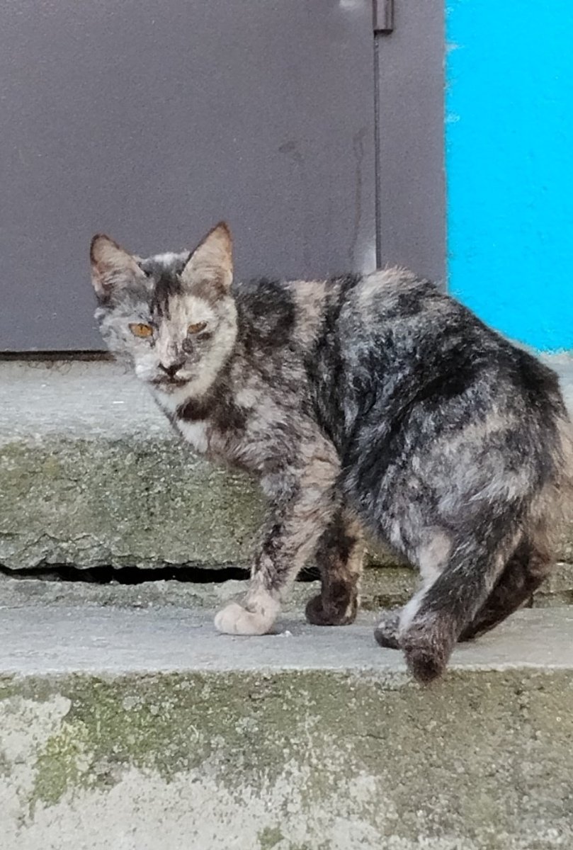 🫟пані киця gone tired🫟 tweet media