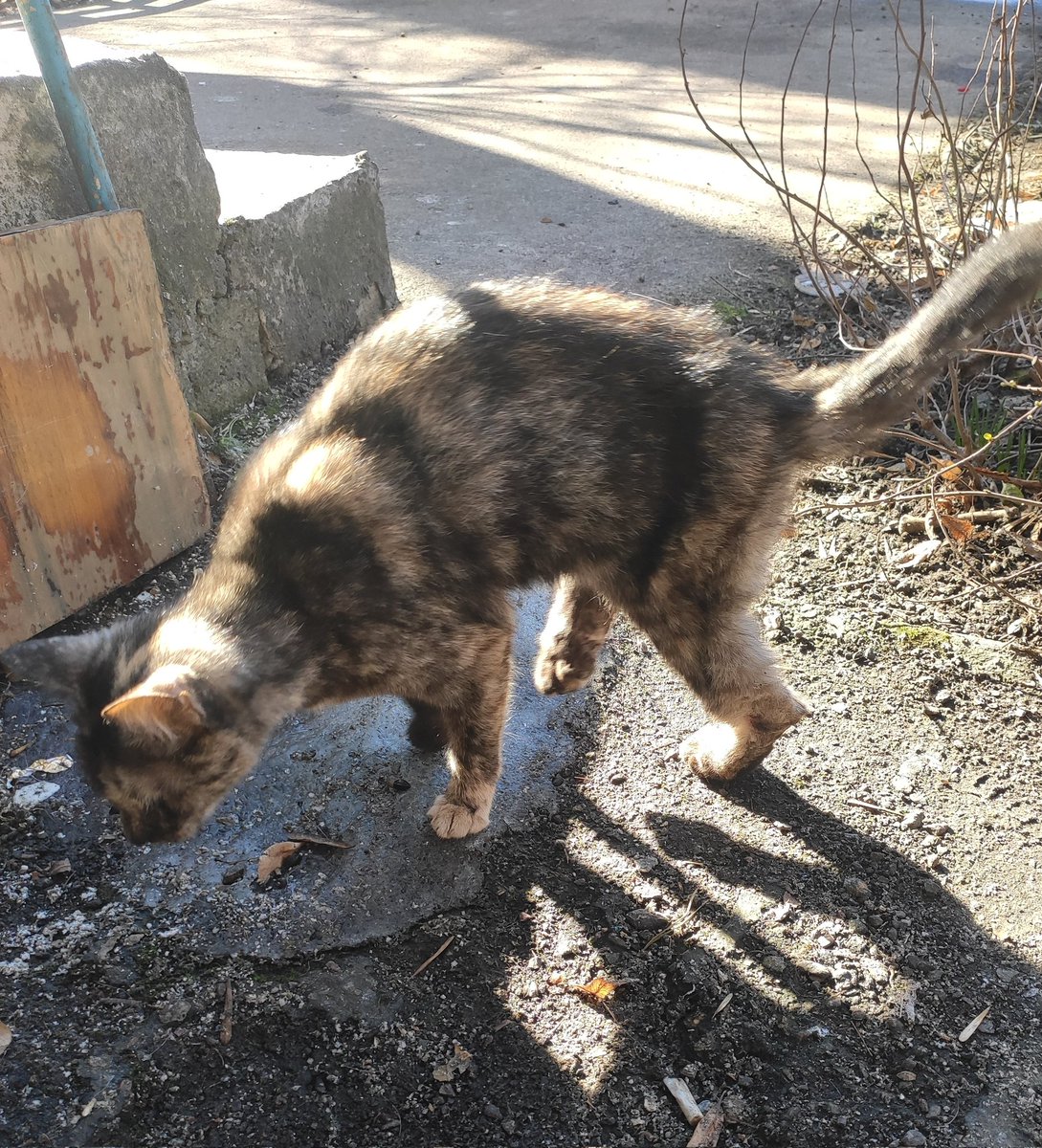 🫟пані киця gone tired🫟 tweet media