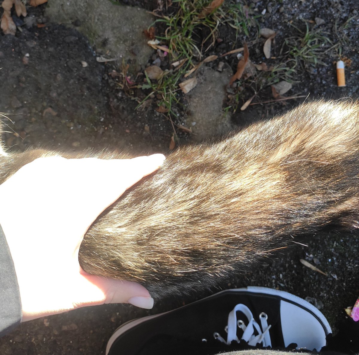 🫟пані киця gone tired🫟 tweet media