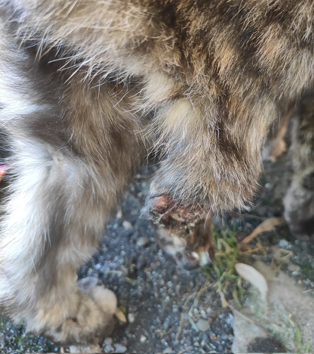 🫟пані киця gone tired🫟 tweet media