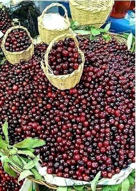 * Nativo, capulí (Prunus salicifolia), es la cereza andina,  fruto pequeño, agridulce y de color oscuro (púrpura o negro). 
* En la cosmovisión andina, simboliza la fertilidad y es un elemento cultural importante, cosechado principalmente entre enero y abril.
#somosorigen
