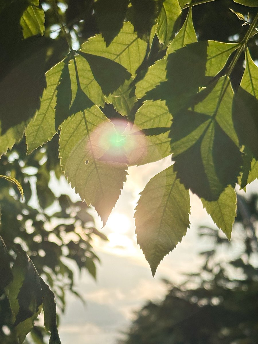 โยคาพรามูลา tweet media