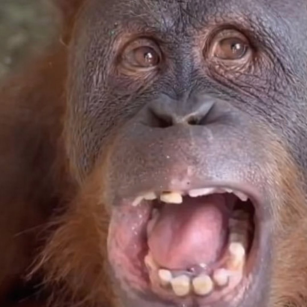Mera Lamd kare batting Chewing chabana hai to batao #INDvsNZ #T20WorldCup26 #Suryakumar