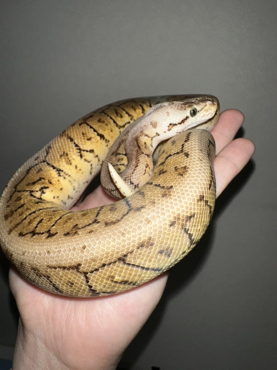 ⚫カイリ🟠 蛇好き tweet media