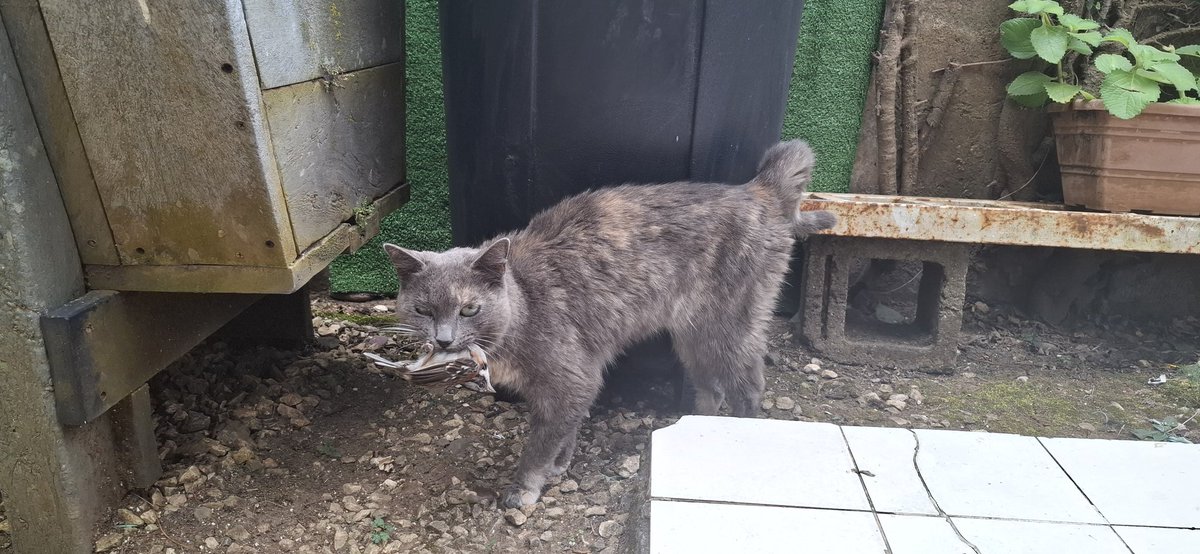 beelzebub (parodia+18) tweet media