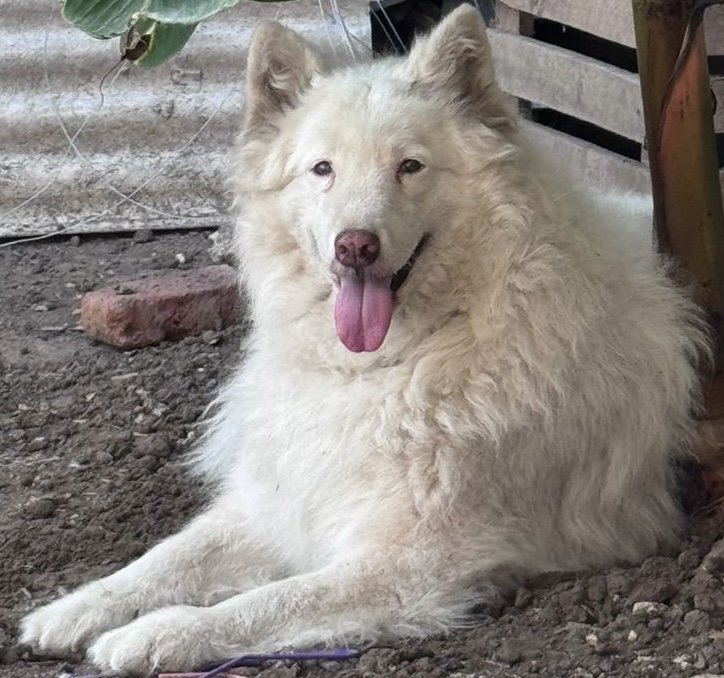 AlertaMePerdi's tweet image. #PERDIDA #GUAYAQUIL
Nombre: #NUBE
Fecha: 26/02/26
Sector: Sur, 13ava. y primer callejón Francisco segura
Sexo: Hembra
Raza: Samoyedo
Obsv : Pelaje blanco, nariz rosada con pintas negras, esterilizada
Contacto: 0983376352
¡Ayúdala a volver con su familia!
#AlertaMePerdí