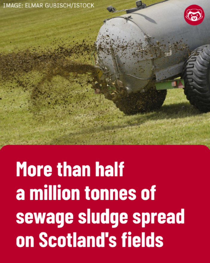 The Ferret tweet media