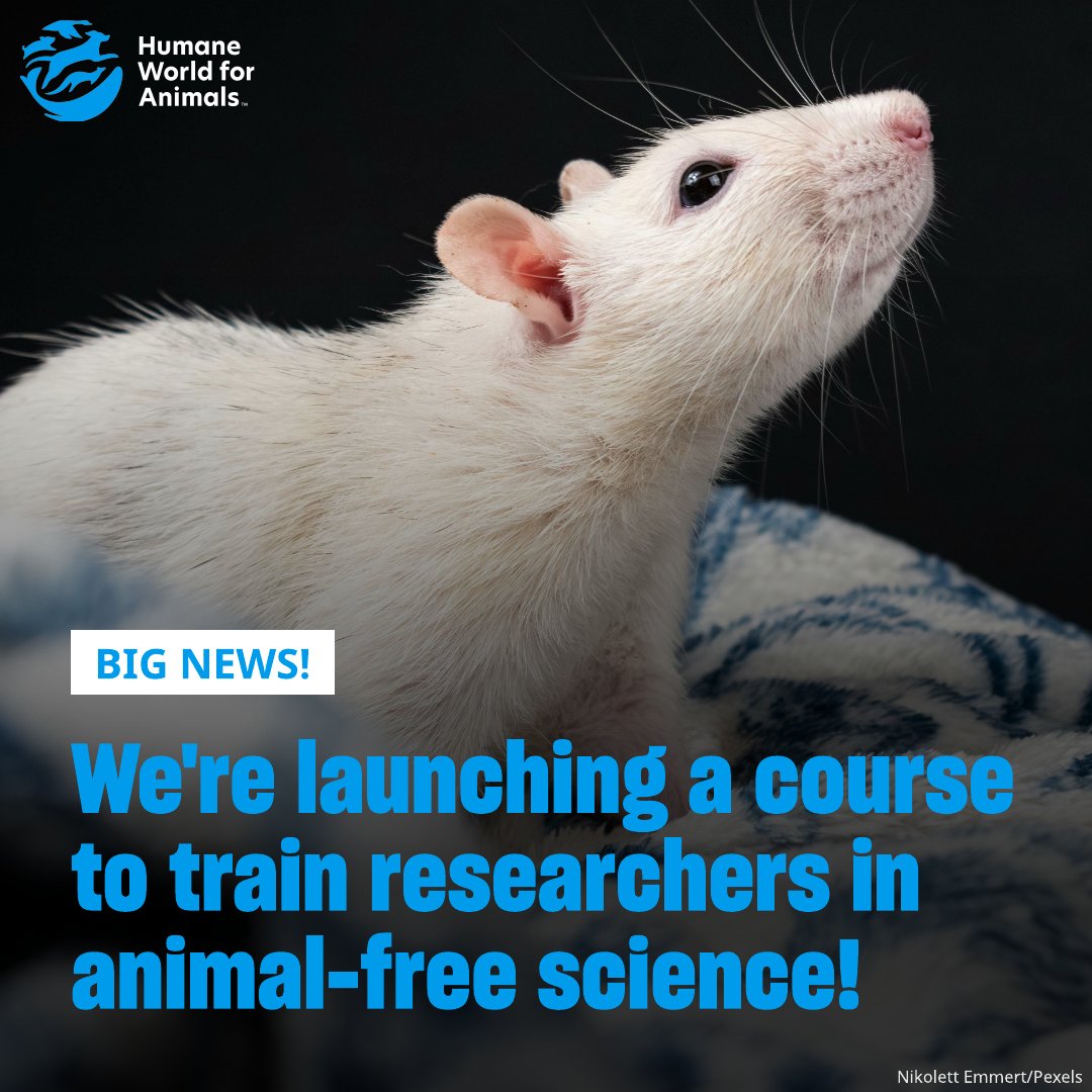 Humane World End Animal Testing tweet media