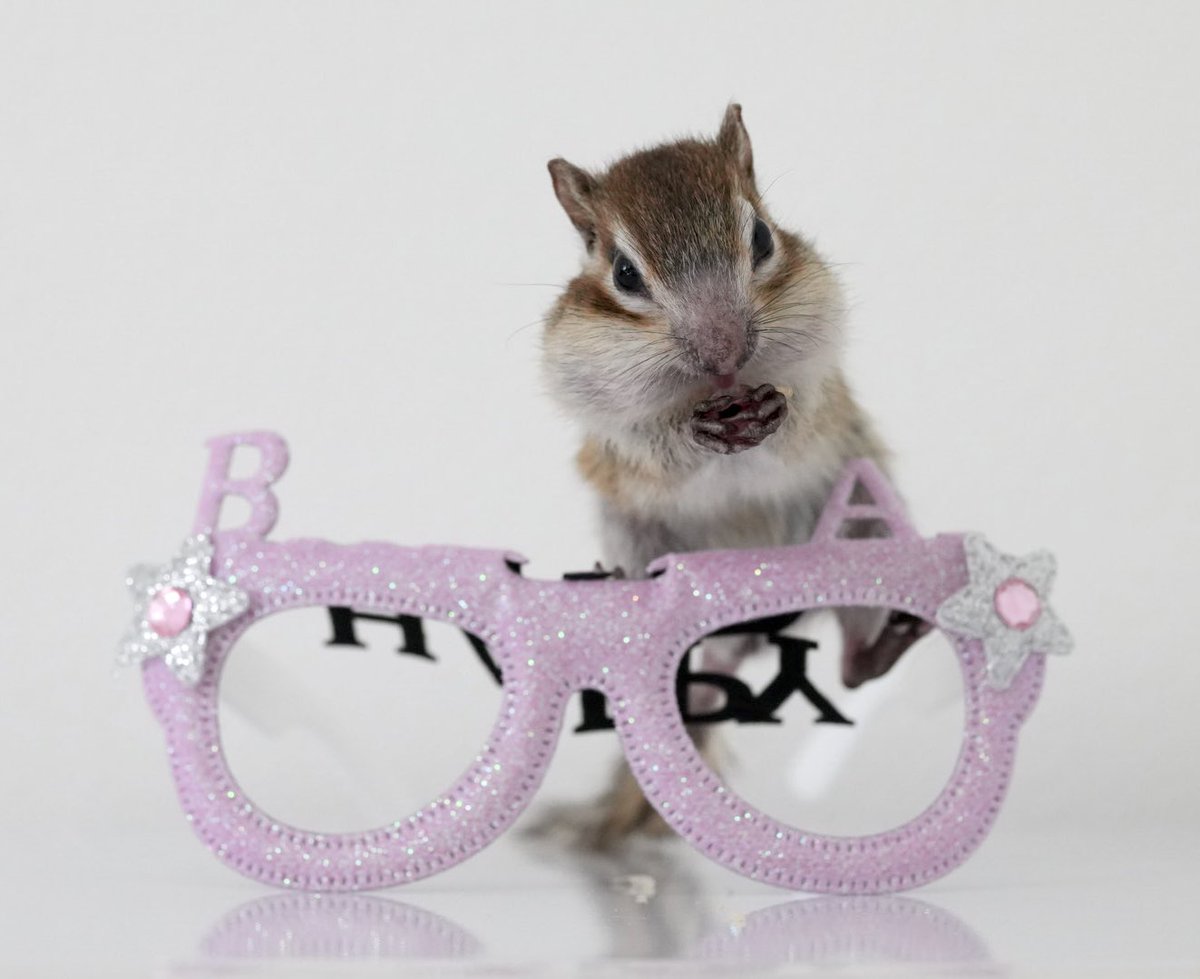 りすさん🐿️ tweet media