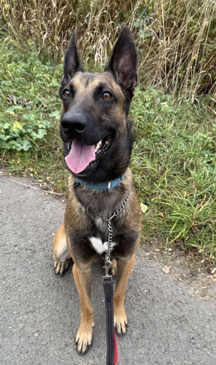 German Shepherd Rescue Elite ( GSRE ) tweet media