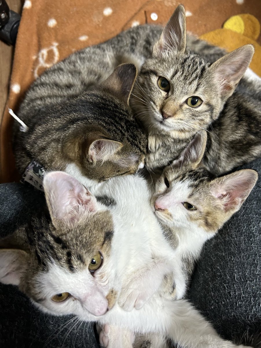まめ猫さん出向予定
10月生まれ4匹兄妹

<a href="/mameneko_cafe/">くつろぎ古民家まめ猫</a>