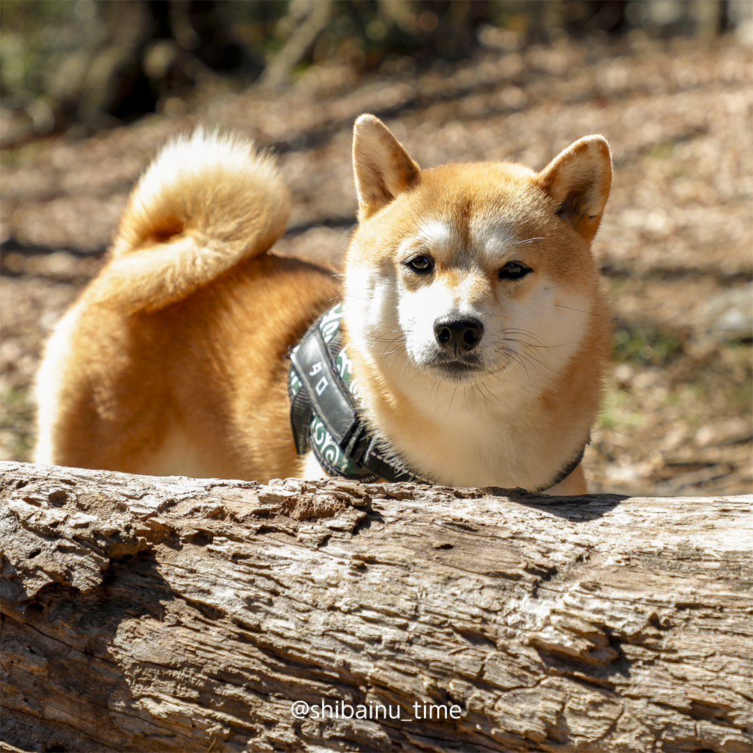 shibainu_time's tweet photo. おはようございます。

#柴犬 #豆柴 #柴犬がいる暮らし https://t.co/iAIfCujP17