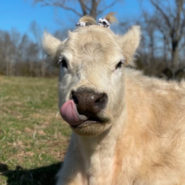 CowoftheDay1's tweet photo. 📅 9th March 2026
🐮 Snow
🏷️ Instagram/laciemevans
💕 #animaloftheday https://t.co/ZU55Mppv5p