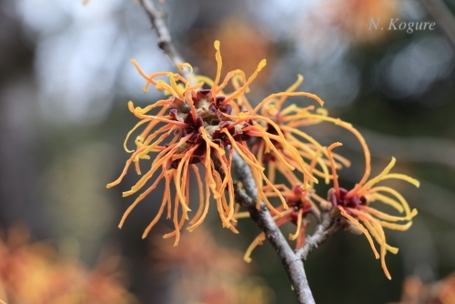 NekoKogure's tweet photo. A sea anemone? Or a mop?
#WitchHazel https://t.co/QvWq1QZeRs