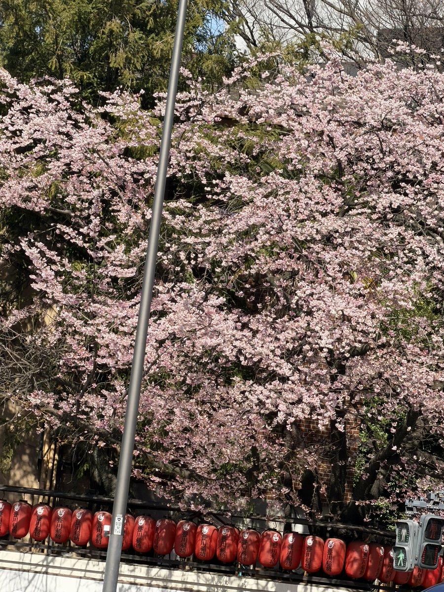 Teo_narration's tweet photo. VRCの桜と現実の桜🌸
暖かくなりましたねぇ(*'▽') https://t.co/WqNjBbd6VO