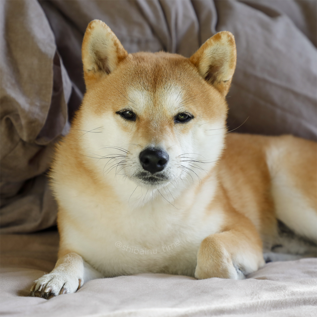 shibainu_time's tweet photo. おはようございます。

#柴犬 #豆柴 #柴犬がいる暮らし https://t.co/IbUhZnQpR1