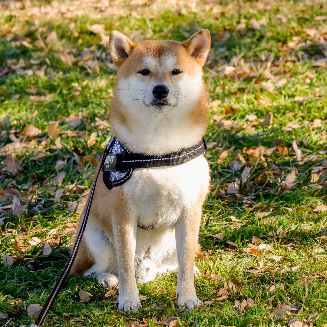 shibainu_time's tweet photo. おはようございます。

#柴犬 #豆柴 #柴犬がいる暮らし https://t.co/ONbZXXVLjV