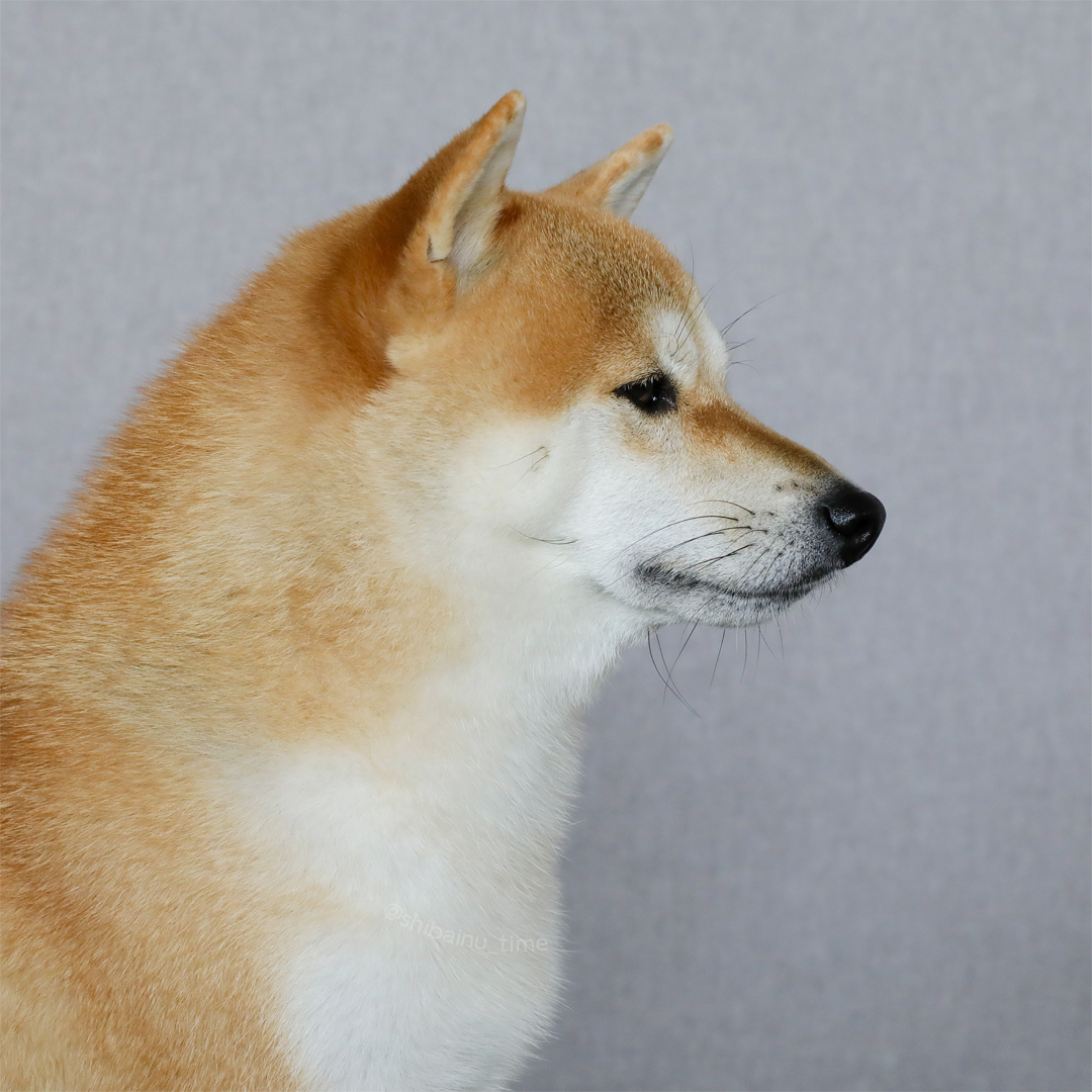 shibainu_time's tweet photo. おはようございます。

#柴犬 #豆柴 #柴犬がいる暮らし https://t.co/xsuoby9oU1