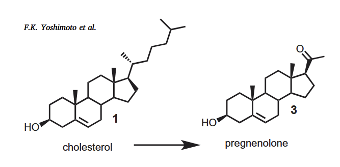 seagertp's tweet photo. All sex hormone synthesis originates at the inner mitochondrial membrane, where an enzyme called P450scc cleaves off a hydrocarbon chain to convert cholesterol into pregnenolone.

Progesterone, DHEA, testosterone, estradiol, & cortisol are ALL downstream of pregnenolone.

To maintain healthy sex hormone levels, men and women must have:
- sufficient cholesterol available as a feedstock
- abundant mitochondria
- good membrane function, to facilitate cholesterol transport thru the cell & outer mitochondrial membrane, and react at the inner mitochondrial membrane
- dark sleep 

OR another way to go is that your doctor could just write you a script for steroid injections, in which case you don't need to know a damn thing about how your mitochondria work.
