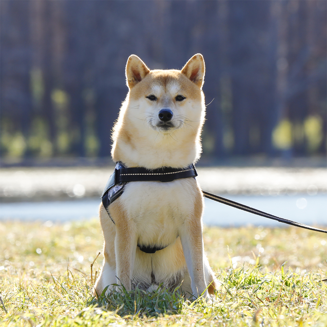 shibainu_time's tweet photo. きょうもお疲れさまでした。

#柴犬 #豆柴 #柴犬大好き https://t.co/8cpuR7lrws