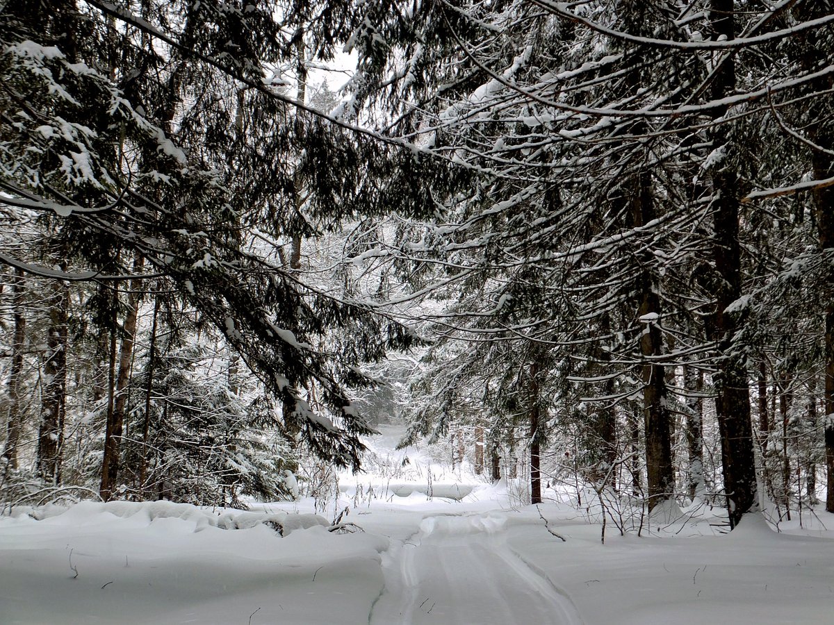 PEKHTography's tweet photo. Someone I'll never meet left two tracks through the snow ❄️ — 
and now I'm following their confidence. 
Turns out "trust the process" was always a stranger's footprints. 🌲
#Nature #WinterForest #OffTheBeatenPath #SilenceFeels https://t.co/zoBMo5rSSy