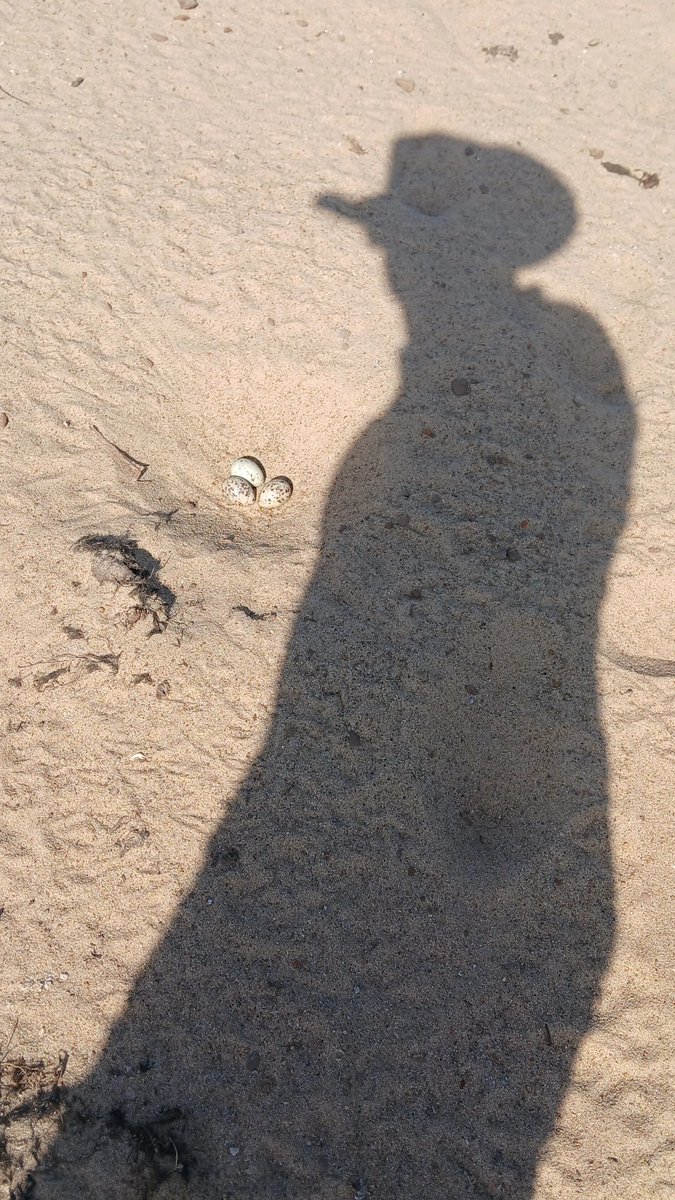 Huevos de gaviota 

Ñemas de gaviota