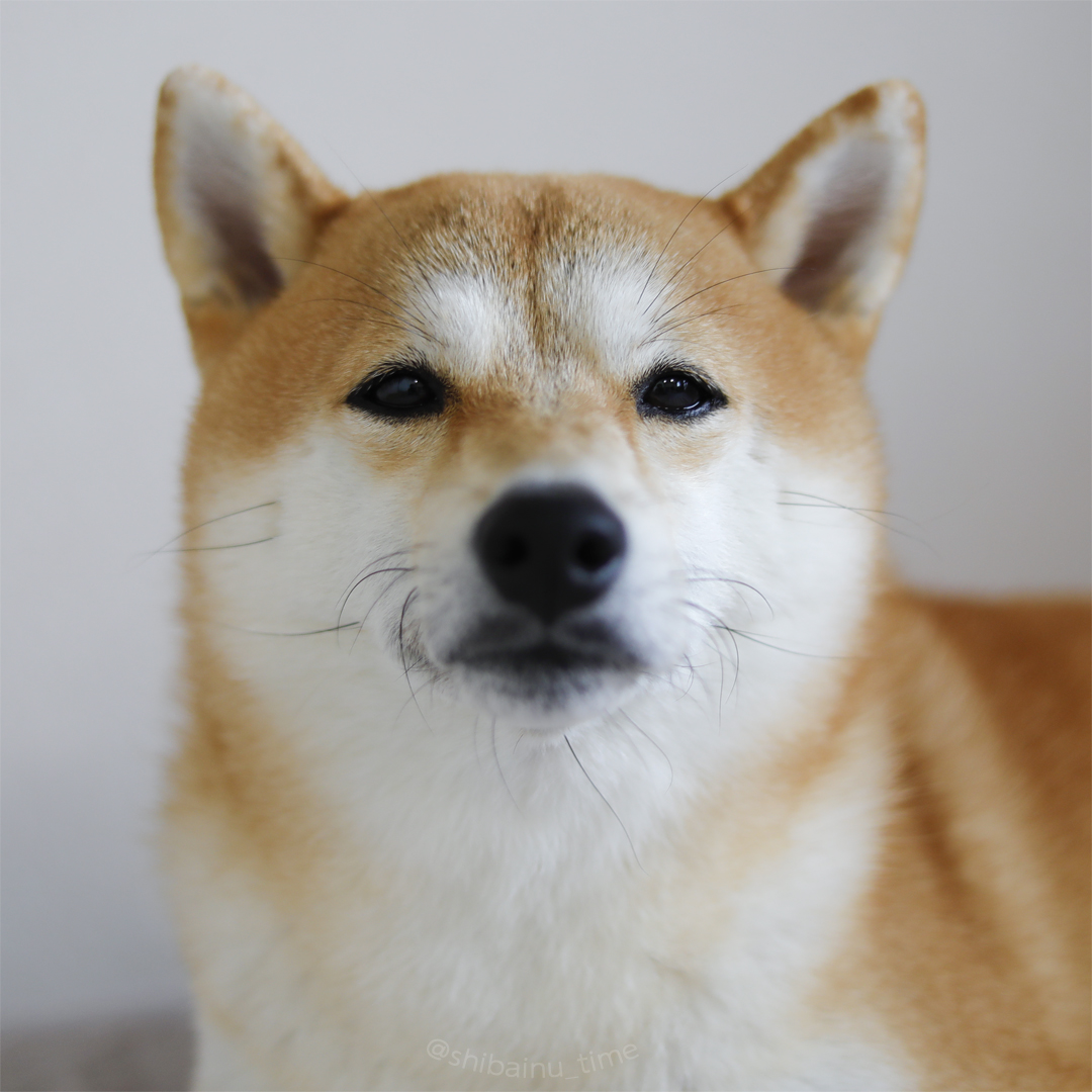 shibainu_time's tweet photo. おはようございます。

#柴犬 #豆柴 #柴犬がいる暮らし https://t.co/PSdVmZpnsy