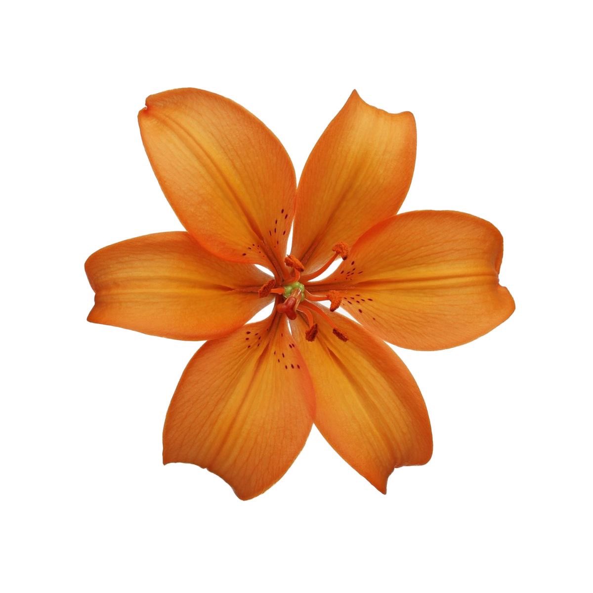 Ray ⊹ Ი𐑼 tweet media