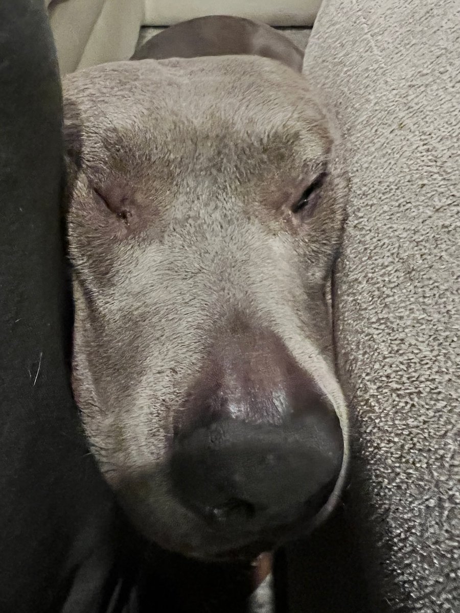 Carter Tate tweet media