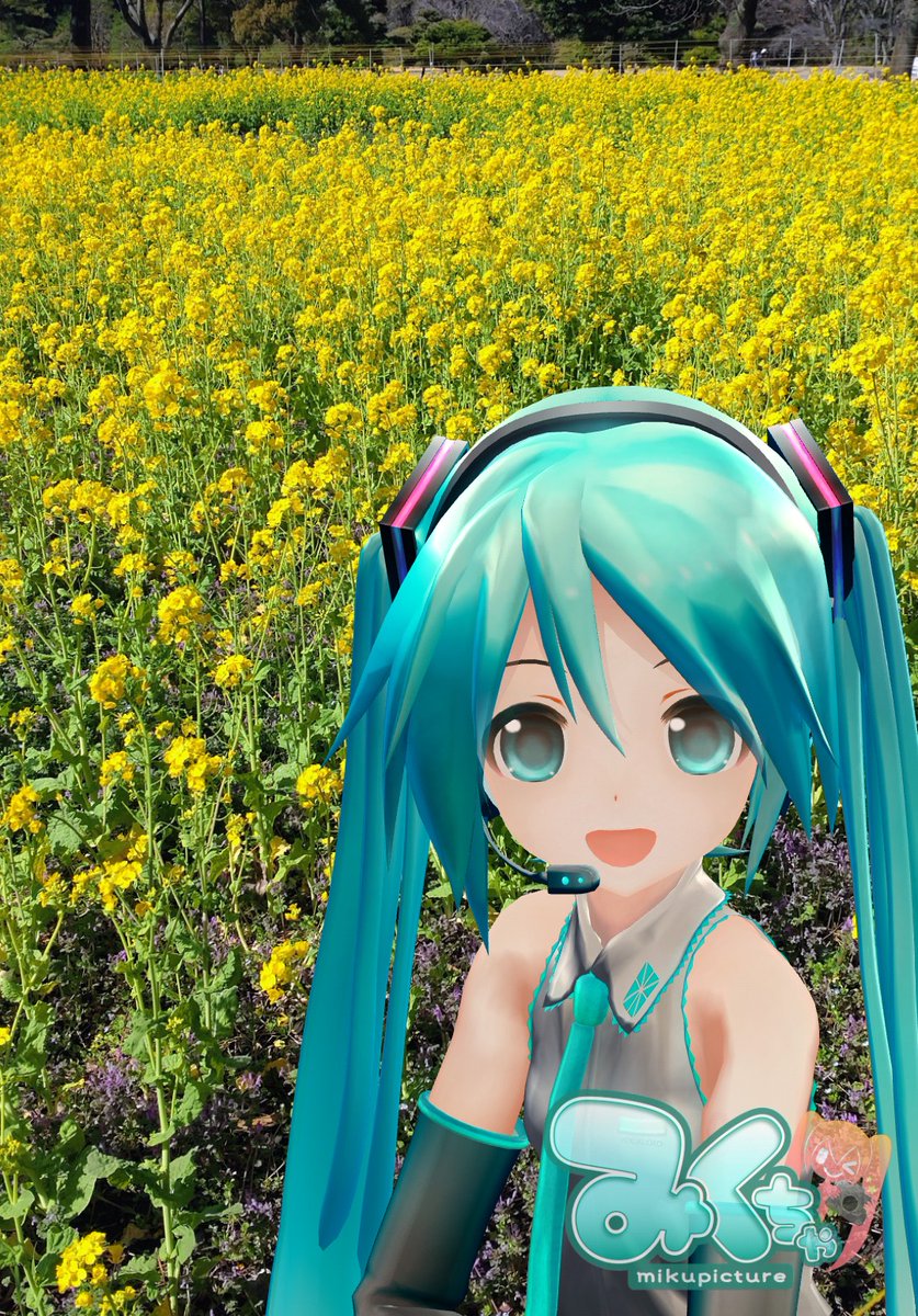 #ミクの日 は時季的に菜の花バックにしがちです／もっと春になれ #みくちゃ #ミクの日2026