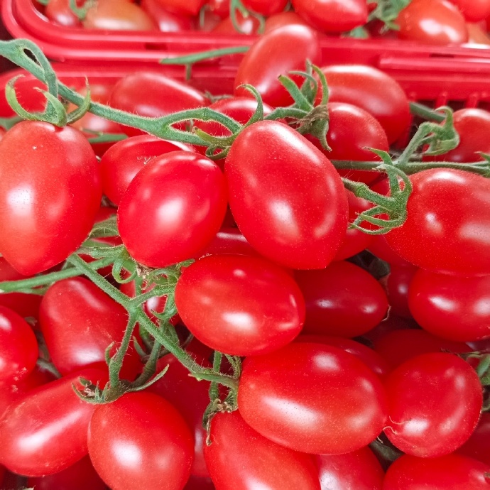 Mallesh36284703's tweet photo. Tried the new organic cherry tomatoes!  Crisp, sweet-tart bite—no mealy texture. Juicy enough for salads, firm for roasting. Zero bitter aftertaste. Worth the splurge! #GroceryGem #FreshProduceReview https://t.co/nyBYdSCF4Z