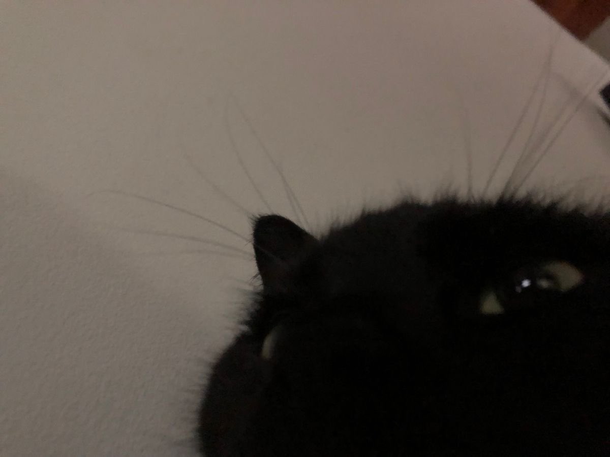 blackscats's tweet photo. https://t.co/1qmwtjSJE3