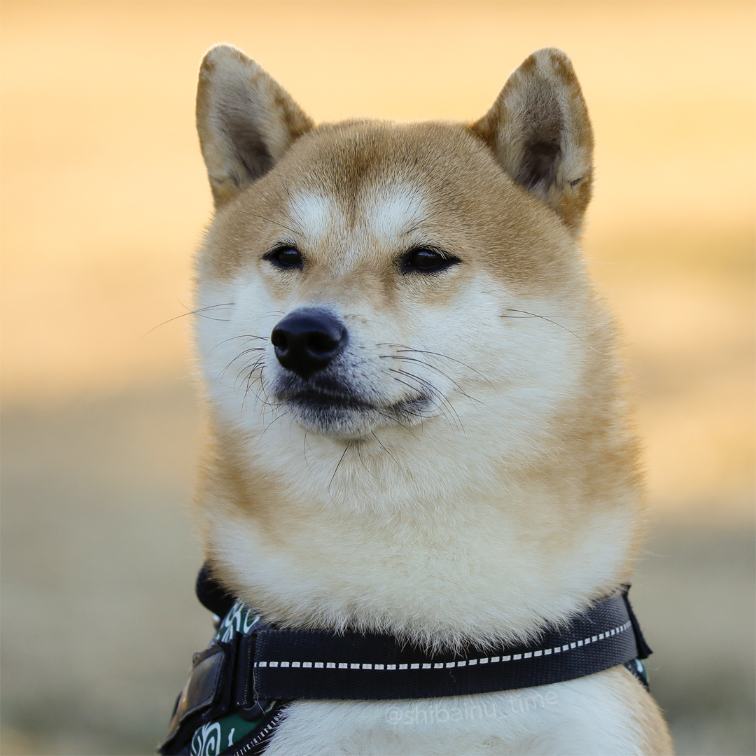 shibainu_time's tweet photo. きょうもお疲れさまでした。

#柴犬 #豆柴 #柴犬大好き https://t.co/UfKfeT1Ify