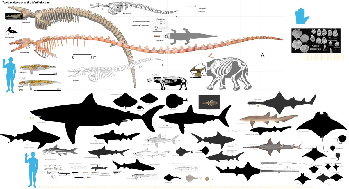 Joschua Knüppe tweet media