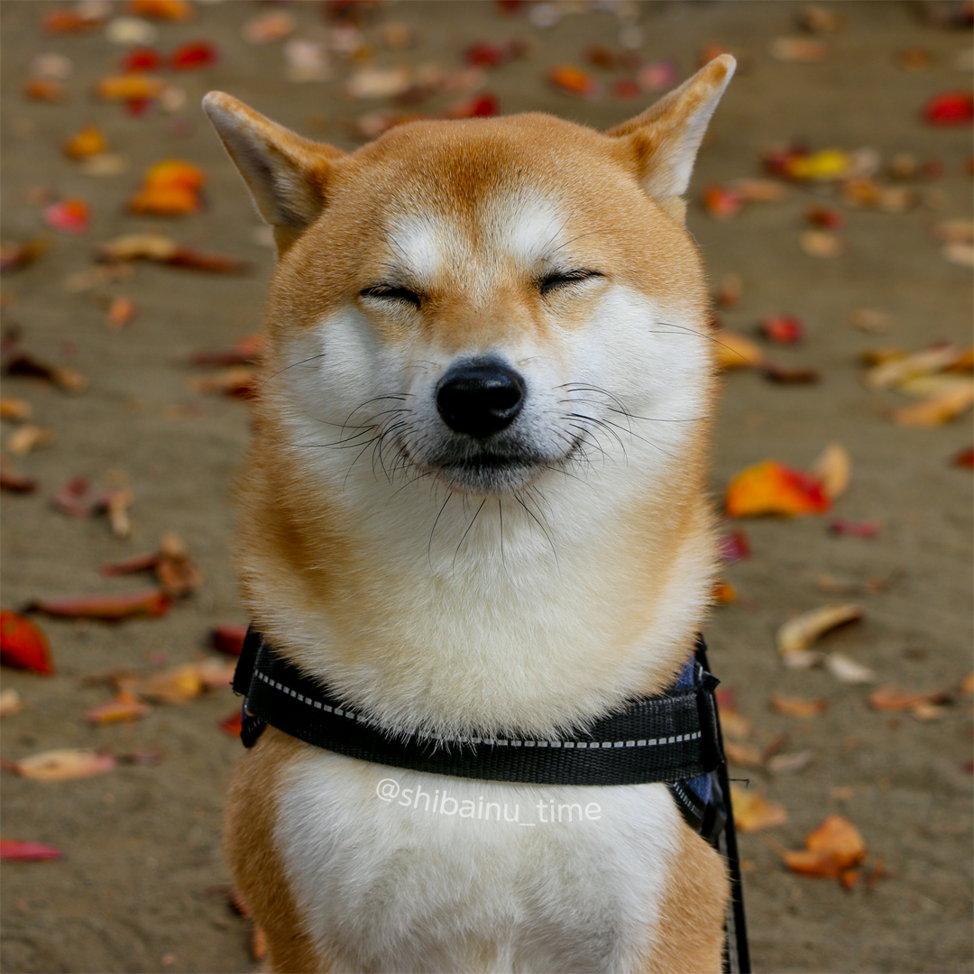 shibainu_time's tweet photo. きょうもお疲れさまでした。

#柴犬 #豆柴 #柴犬大好き https://t.co/v1nKbmnjSv