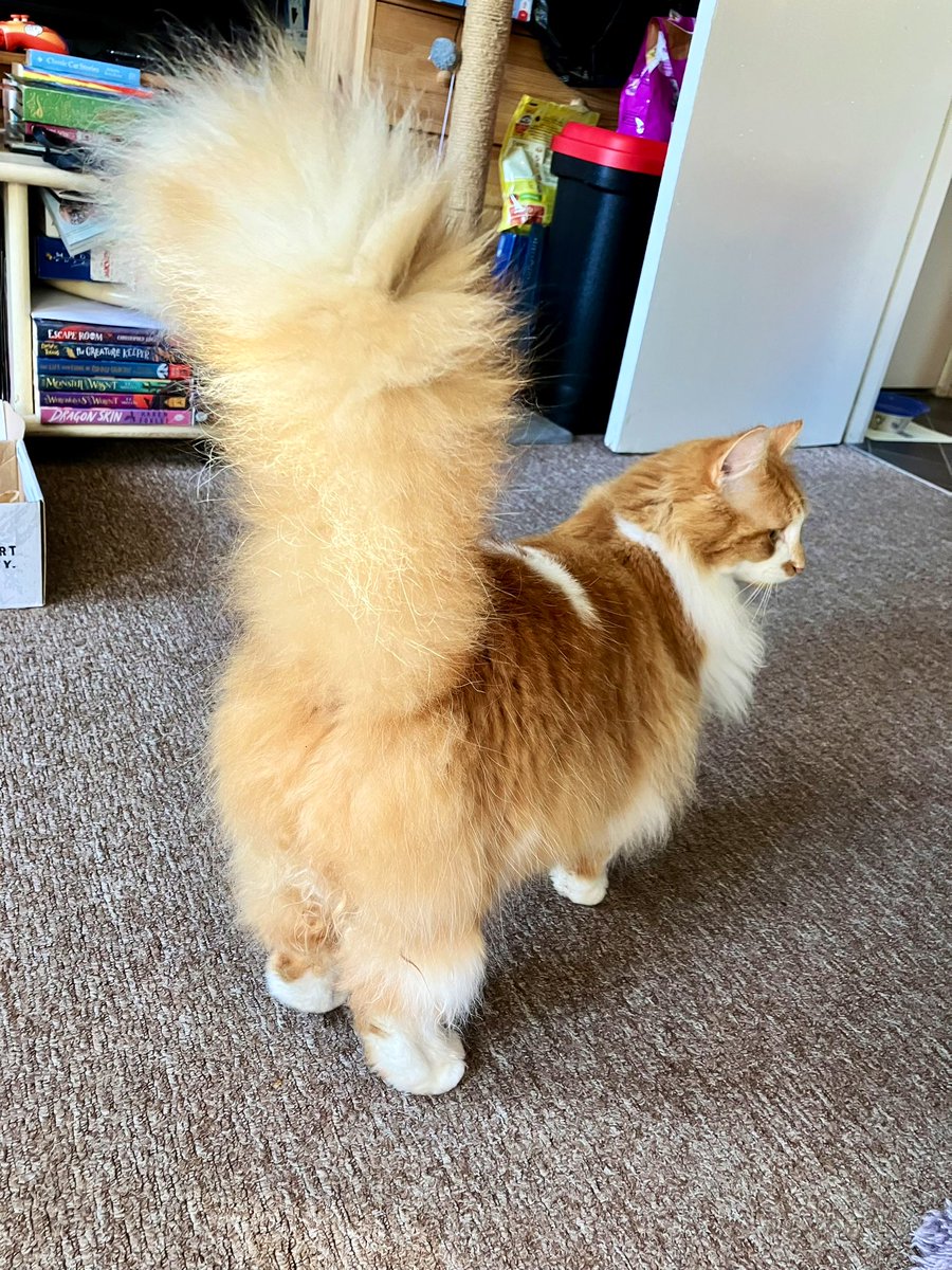 Behold, da pantaloons! 😹
#Hedgewatch