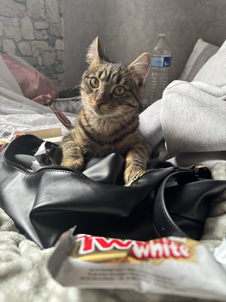 mera_wtp's tweet photo. Mon fils qui fait un what’s in my bag https://t.co/RpdYCD2dWP