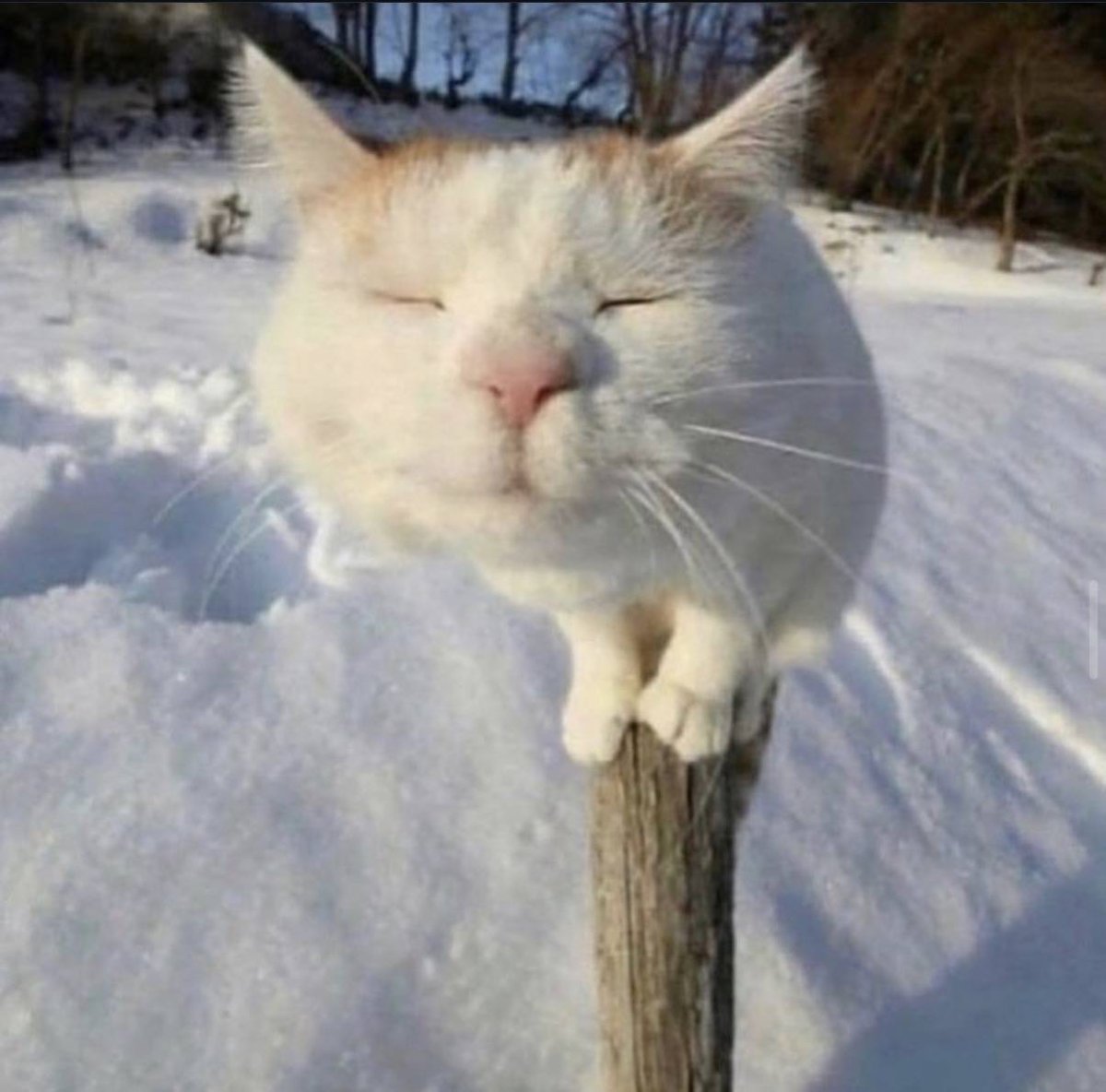 Scuffcat / Quokka tweet media