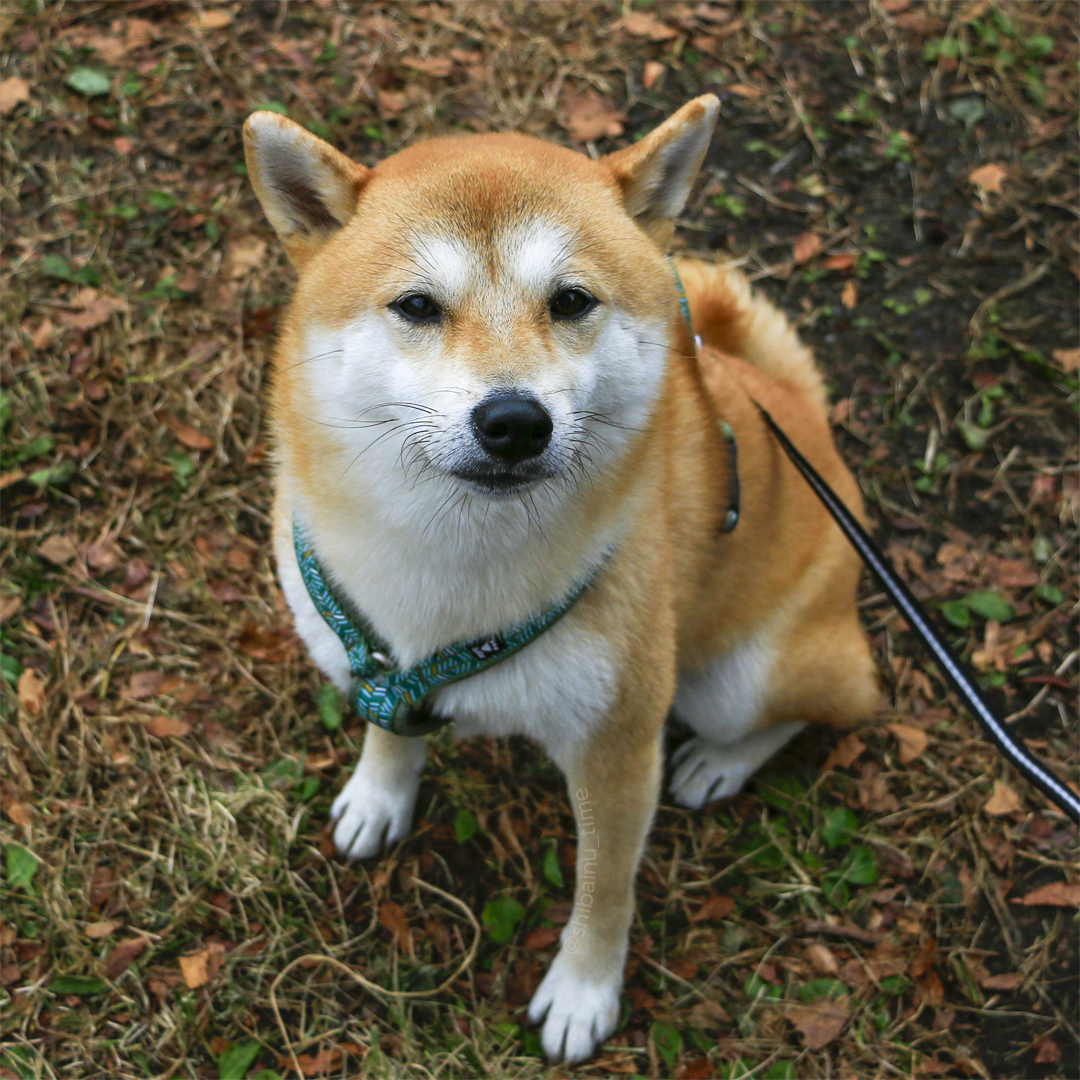 shibainu_time's tweet photo. きょうもお疲れさまでした。

#柴犬 #豆柴 #柴犬大好き https://t.co/odYqDNYz10