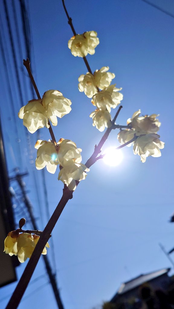 🦋˙˚ʚノラ ɞ˚˙🦋 後でﾘﾌﾟ廻りしま〜す✨ tweet media