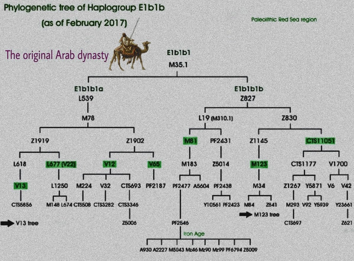 <a href="/bourema_imad/">Imados</a> <a href="/fatahal_E_M81/">العدناني 🇸🇦</a> بل هي حقيقة أكدتها الجينات فالساميون كالقحطانيون و الإبراهيميون على التحور E-Z827 و الحاميون كالكنعانيون و الأقباط و الحبشة على التحور E-L539 و أما اليافثيون كالمغول و الترك و الكرد و الفرس و الروم على التحور j
