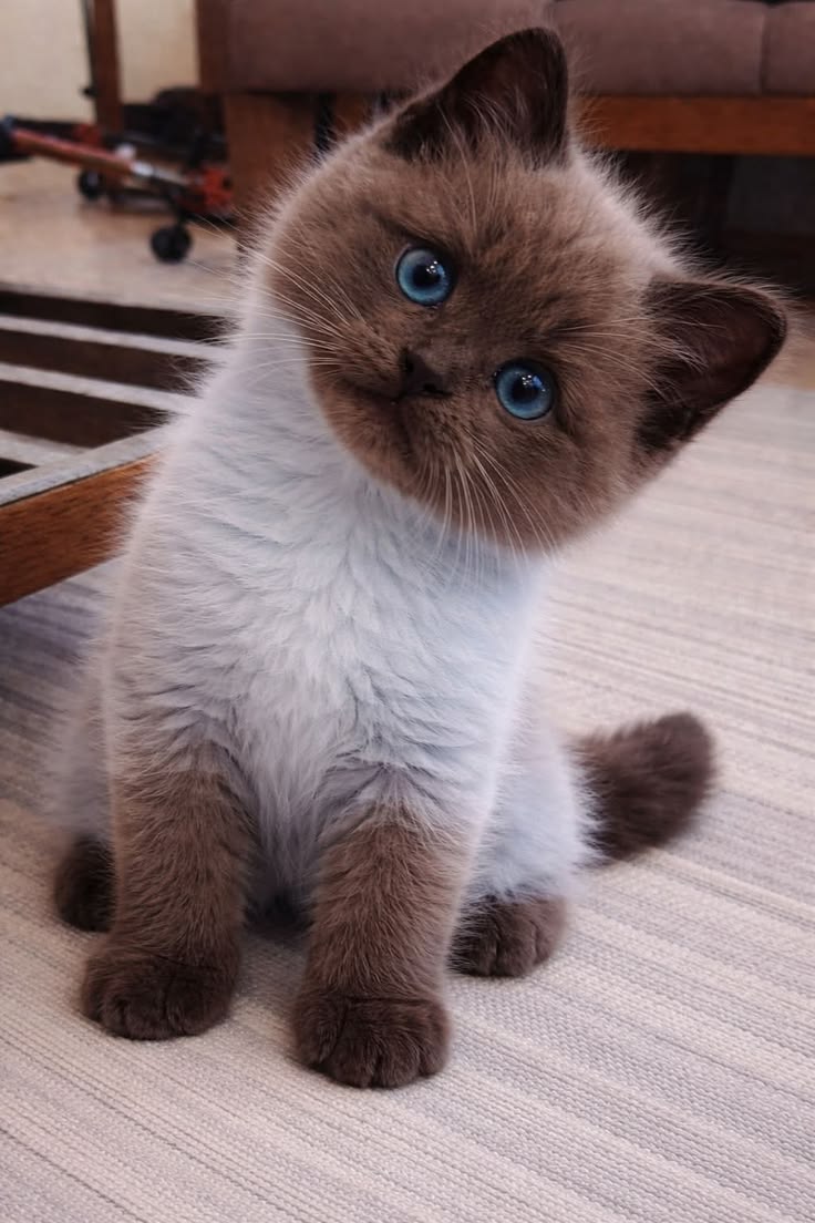 10 years of bad luck for anyone who doesn't say hi to Lalisa. 😚🖐😹