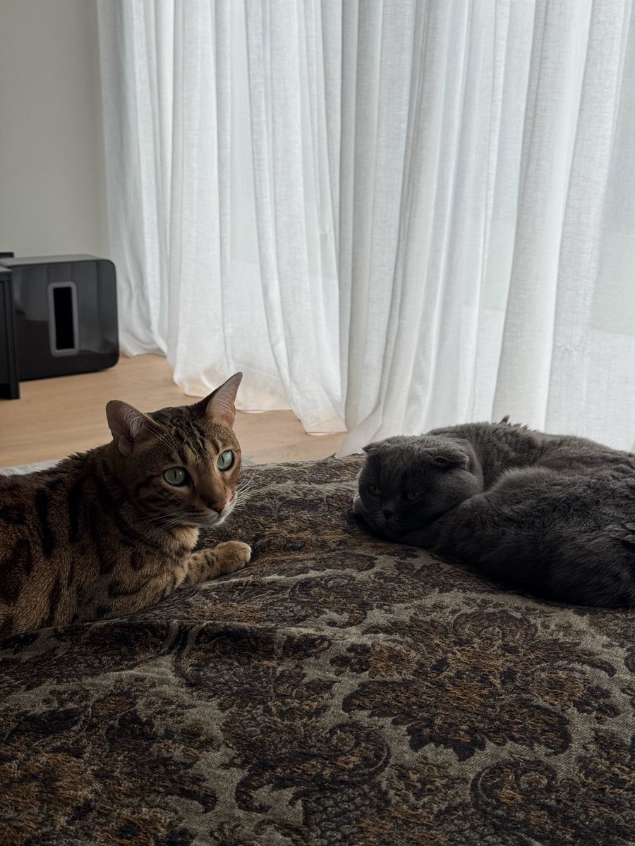 ♈️ Vegetta777 ♈️ tweet media