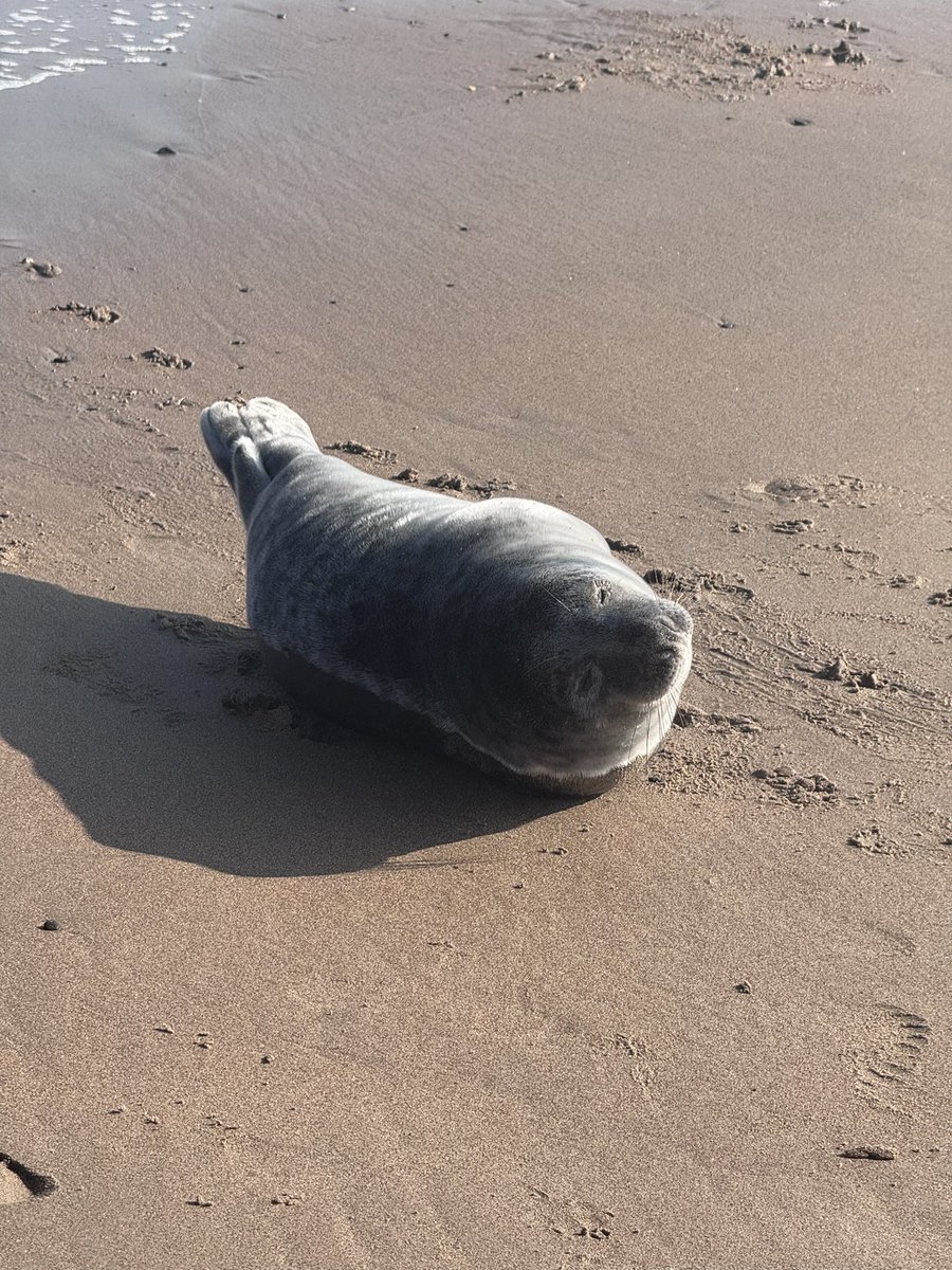 Super Spaniels tweet media