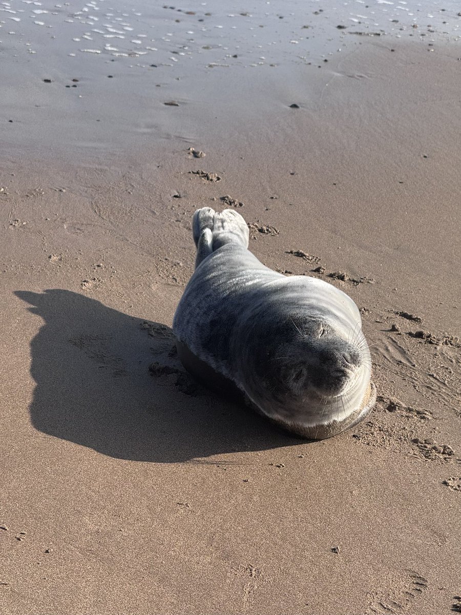 Super Spaniels tweet media