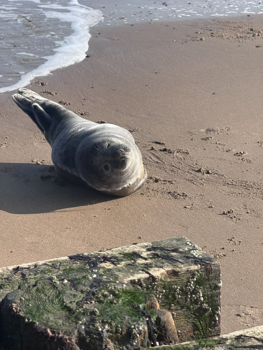 Super Spaniels tweet media