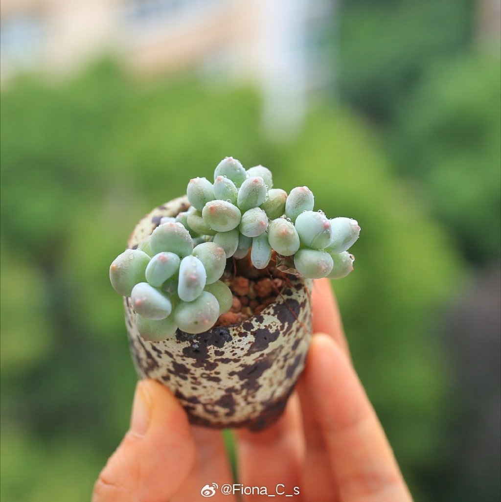 Aihra127's tweet photo. "Pick 1 tiny hobby this week—5 mins daily!  Reading a page, doodling, or growing a succulent. Small joy = big life spark. What’s yours " https://t.co/kT4ian25Xi