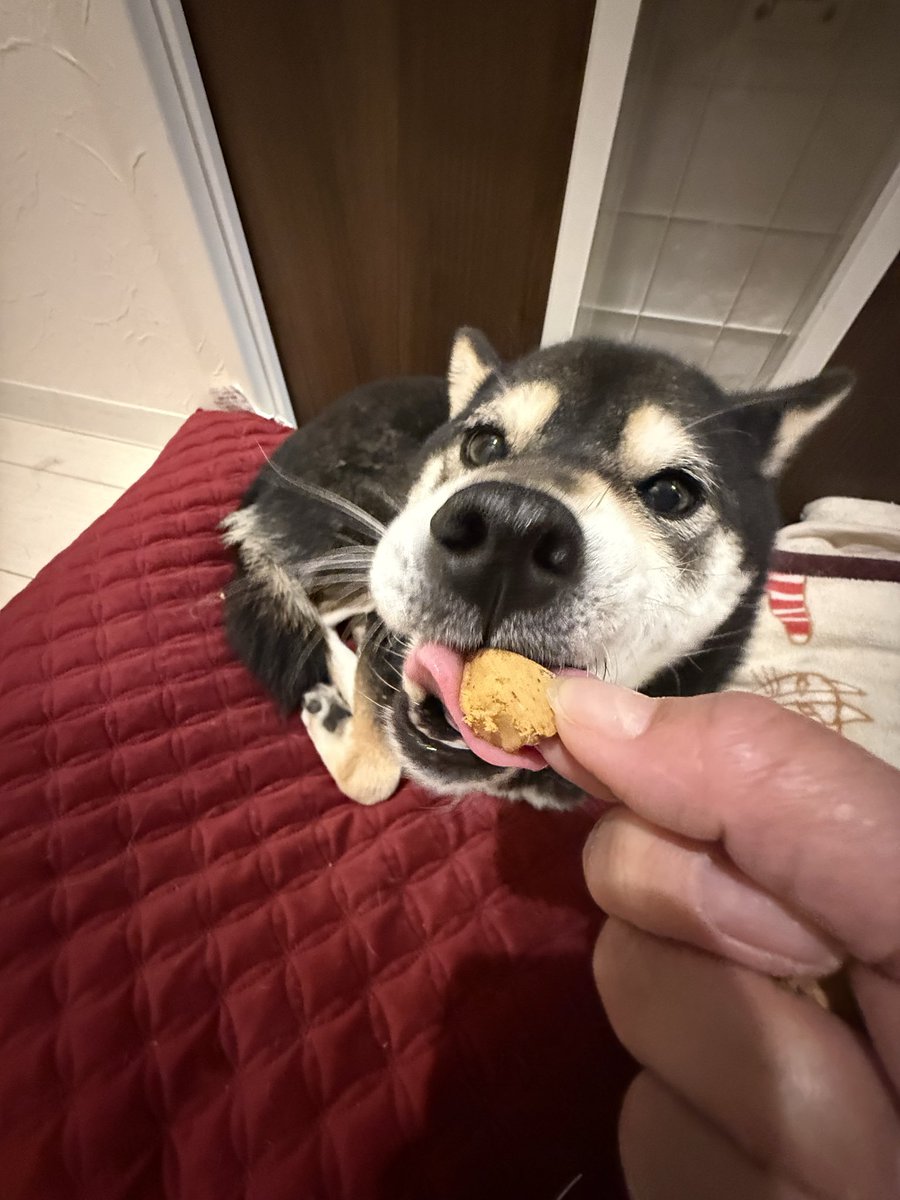 葉月つや子 (@nobuko58364135) / Posts / X