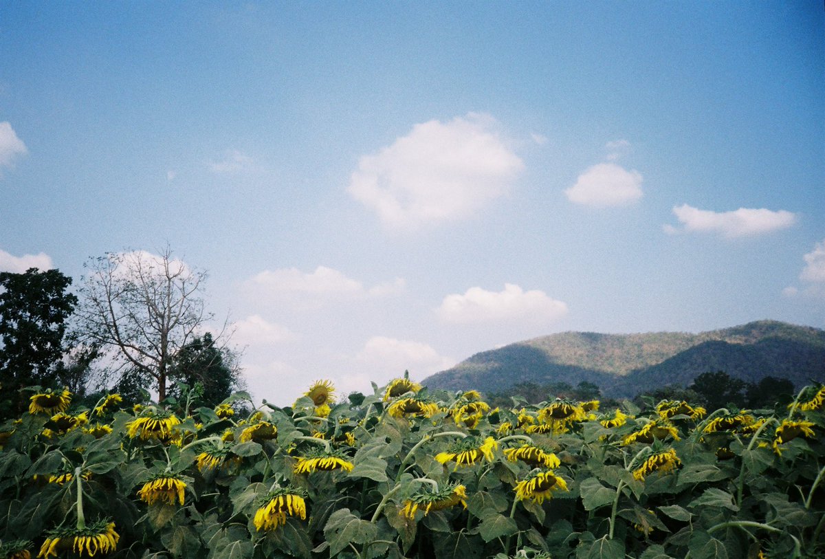 🏹 ส่งต่อกล้องฟิล์ม Minolta AF-E ♡⋅₊˚
(รุ่นหายาก วินเทจ)

✿ ทำงานเต็มระบบ, ปรับ ISO ได้, ระบบ Auto, เบา พกพาง่าย, แฟลชปกติ
📍สภาพ 80% ตำหนิรอยขีดข่วนทั่วไป

🏷️ 1,800 บาทส่งฟรี ✅ แถมถ่าน
(ebay ขาย 17,xxx บาท)

#กล้องฟิล์ม #ขายกล้องฟิล์ม #กล้องฟิล์มมือสอง #ตลาดนัดกล้องฟิล์ม